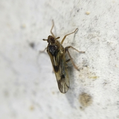 Delphacidae