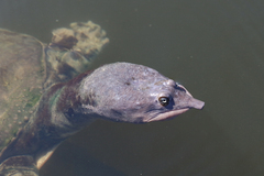 Apalone ferox