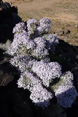 Jamesbrittenia ramosissima