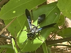 Isodontia auripes