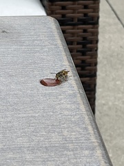 Vespula