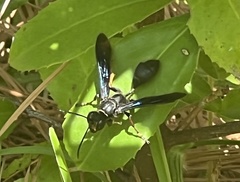 Isodontia auripes