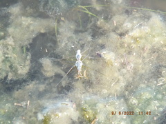 Neogerris hesione