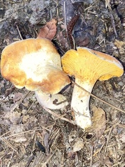 Cantharellus