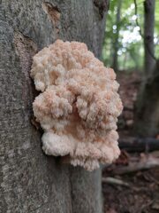 Hericium