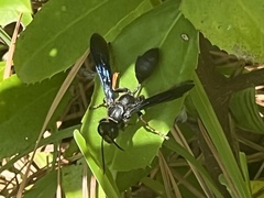 Isodontia auripes