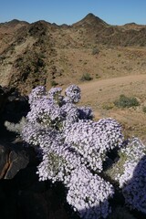 Jamesbrittenia ramosissima