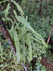 Knightia excelsa