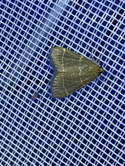 Hypsopygia glaucinalis