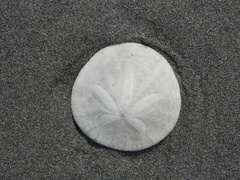 Dendraster excentricus