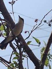 Fluvicola nengeta