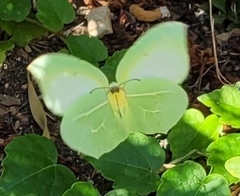 Gonepteryx cleopatra