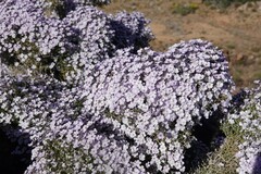 Jamesbrittenia ramosissima