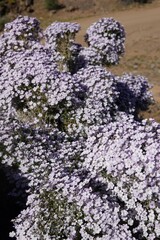 Jamesbrittenia ramosissima