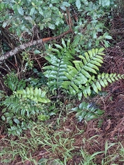 Asplenium oblongifolium
