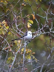 Aegithalos caudatus caudatus