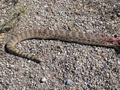 Crotalus scutulatus