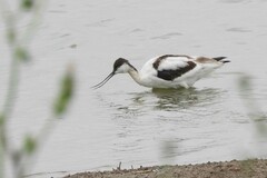 Recurvirostra avosetta