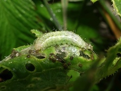 Evergestis forficalis