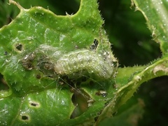 Evergestis forficalis