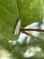 Raphiptera argillaceellus