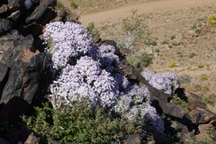 Jamesbrittenia ramosissima