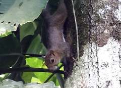 Sciurus deppei