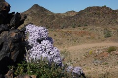 Jamesbrittenia ramosissima