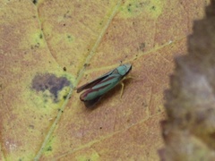 Graphocephala fennahi