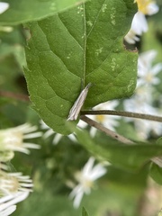 Raphiptera argillaceellus