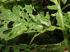 Evergestis forficalis