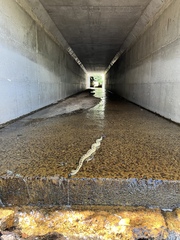 Crotalus molossus molossus