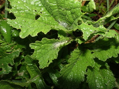 Evergestis forficalis