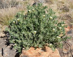 Codon royenii