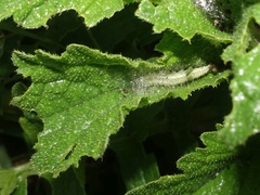 Evergestis forficalis