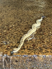 Crotalus molossus molossus