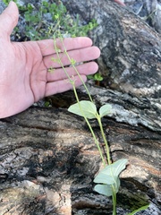 Boerhavia diffusa
