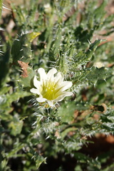 Codon royenii