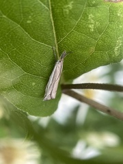 Raphiptera argillaceellus