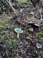 Stropharia aeruginosa