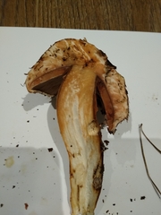Agaricus bohusii