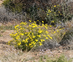 Osteospermum microcarpum