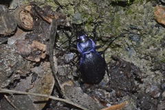 Carabus problematicus