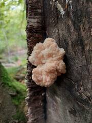 Hericium