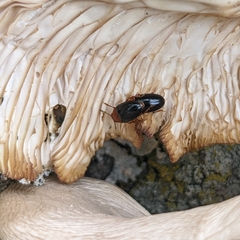 Triplax thoracica
