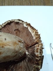 Agaricus bohusii