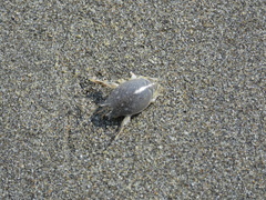 Emerita analoga