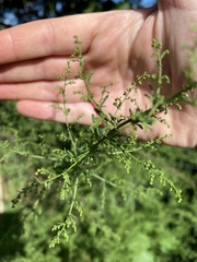 Artemisia
