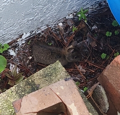 Sylvilagus palustris