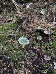 Stropharia aeruginosa